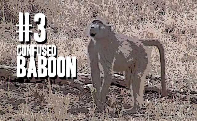 Hanging with the animal paparazzi in South Africa